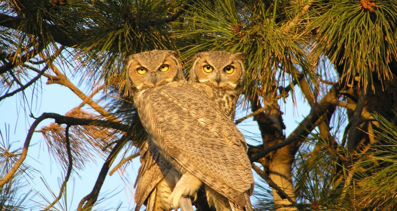 Meet Grand Oaks of Palm City’s Newest Residents