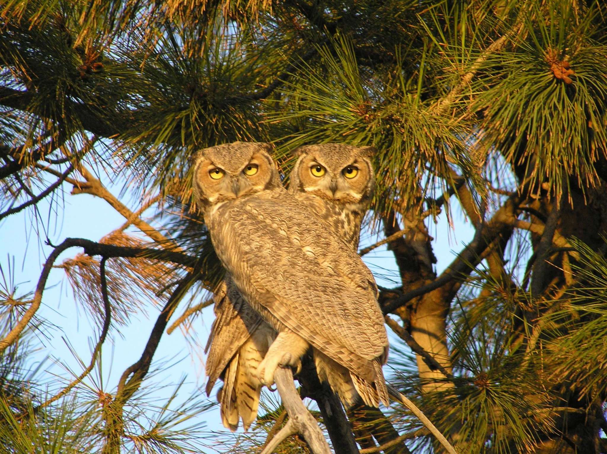 Meet Grand Oaks of Palm City’s Newest Residents